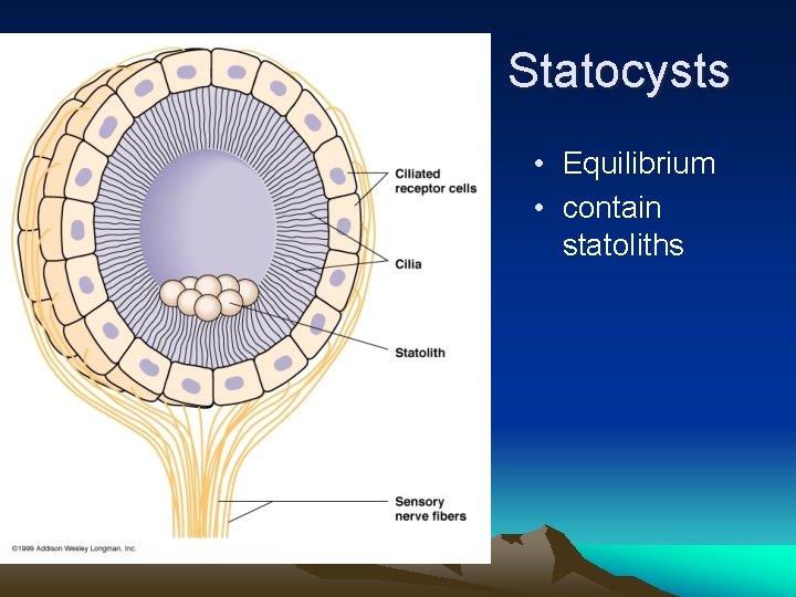 Statocysts • Equilibrium • contain statoliths 