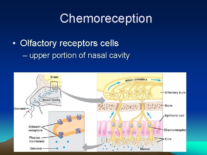 Chemoreception • Olfactory receptors cells – upper portion of nasal cavity 