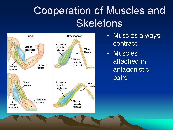 Cooperation of Muscles and Skeletons • Muscles always contract • Muscles attached in antagonistic