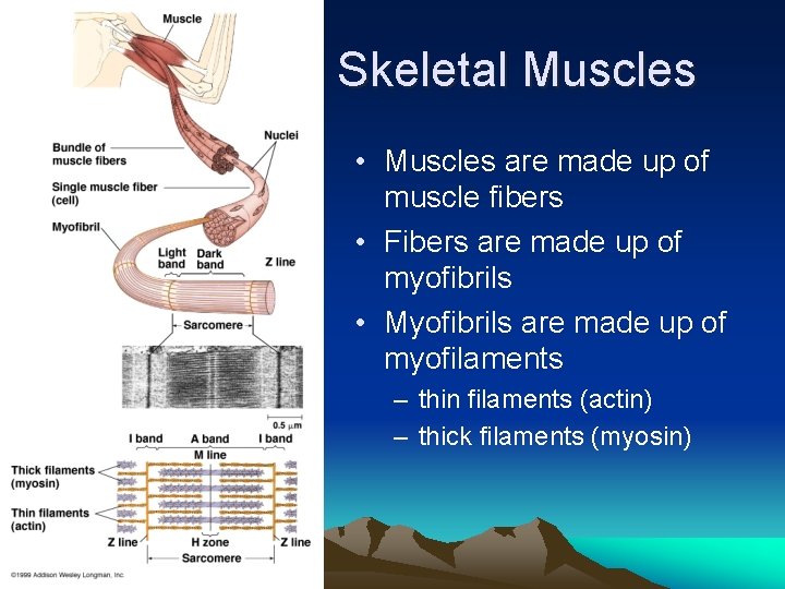 Skeletal Muscles • Muscles are made up of muscle fibers • Fibers are made