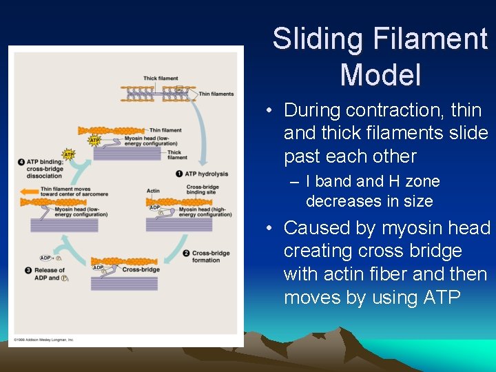 Sliding Filament Model • During contraction, thin and thick filaments slide past each other