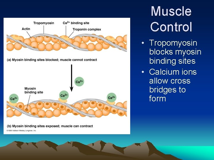 Muscle Control • Tropomyosin blocks myosin binding sites • Calcium ions allow cross bridges