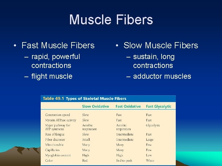 Muscle Fibers • Fast Muscle Fibers • Slow Muscle Fibers – rapid, powerful contractions