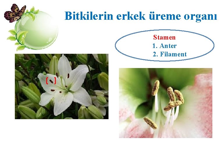 Bitkilerin erkek üreme organı Stamen 1. Anter 2. Filament 