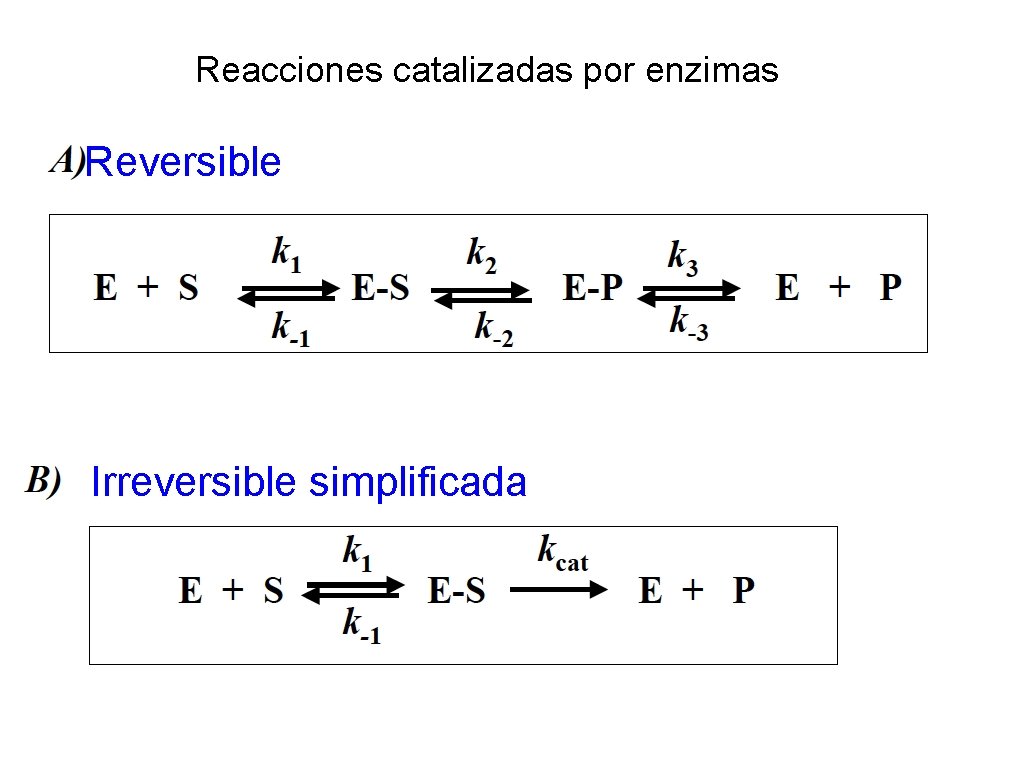 Reacciones catalizadas por enzimas Reversible Irreversible simplificada 