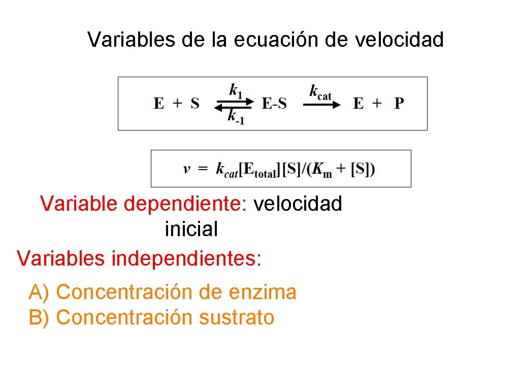 Variables de la ecuación de velocidad Variable dependiente: velocidad inicial Variables independientes: A) Concentración