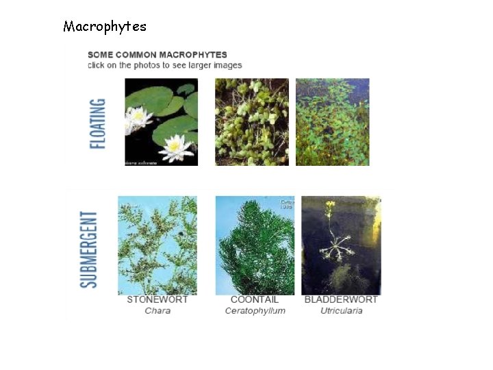 Macrophytes 