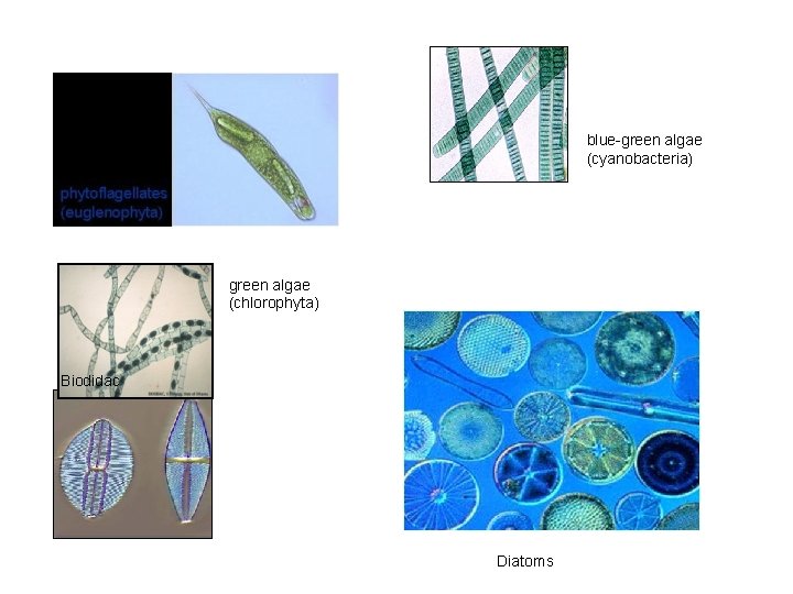 blue-green algae (cyanobacteria) green algae (chlorophyta) Biodidac Diatoms 