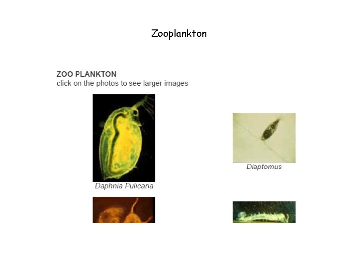 Zooplankton 