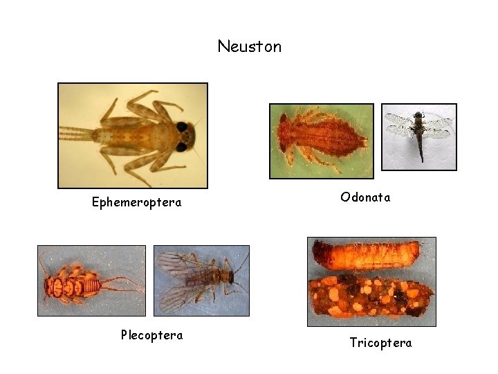 Neuston Ephemeroptera Plecoptera Odonata Tricoptera 