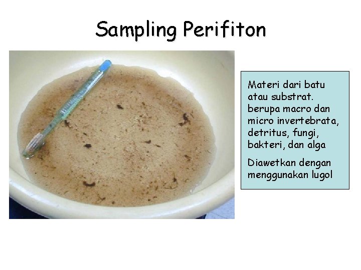 Sampling Perifiton Materi dari batu atau substrat. berupa macro dan micro invertebrata, detritus, fungi,