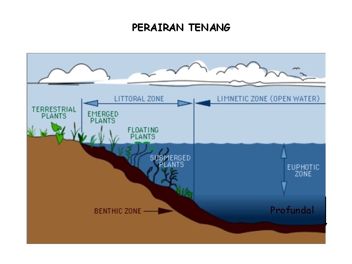 PERAIRAN TENANG Profundal 