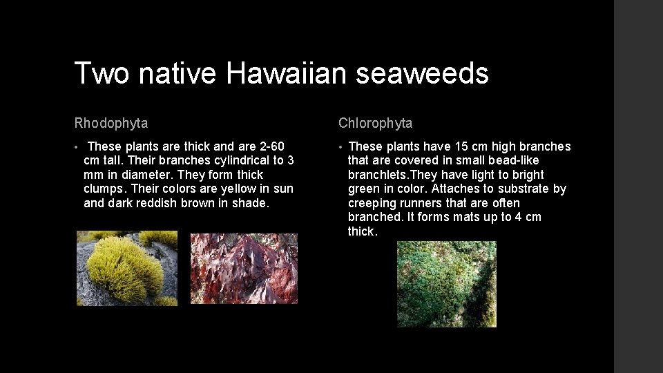 Two native Hawaiian seaweeds Rhodophyta • These plants are thick and are 2 -60
