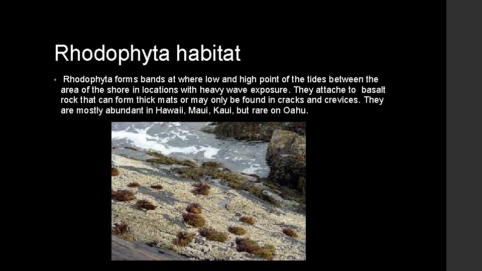 Rhodophyta habitat • Rhodophyta forms bands at where low and high point of the