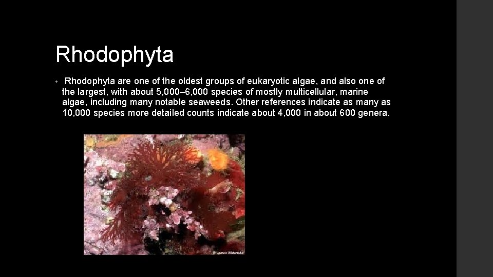 Rhodophyta • Rhodophyta are one of the oldest groups of eukaryotic algae, and also