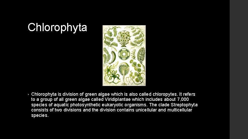 Chlorophyta • Chlorophyta is division of green algae which is also called chloropytes. It