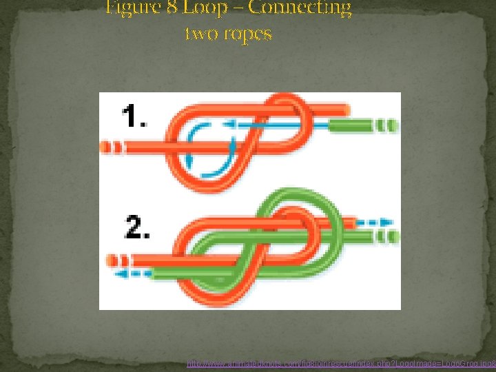 Figure 8 Loop – Connecting two ropes http: //www. animatedknots. com/fig 8 joinrescue/index. php?