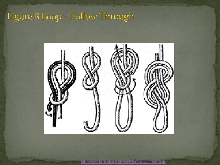 Figure 8 Loop – Follow Through http: //www. animatedknots. com/fig 8 followrescue/inde 