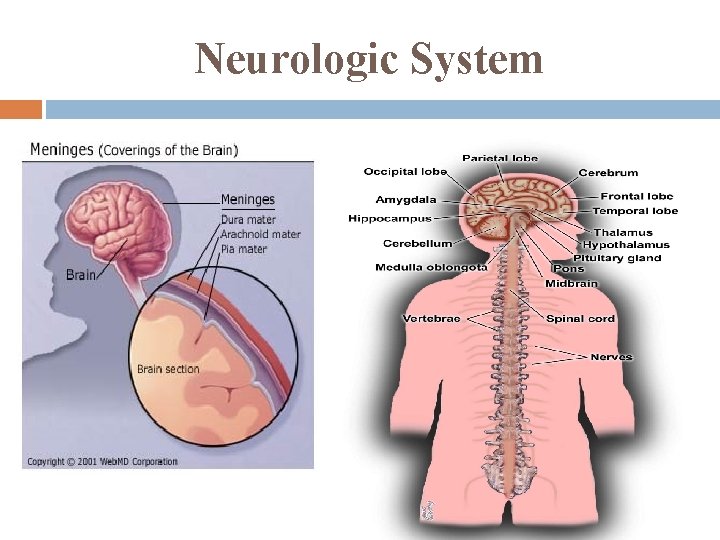 Neurologic System 