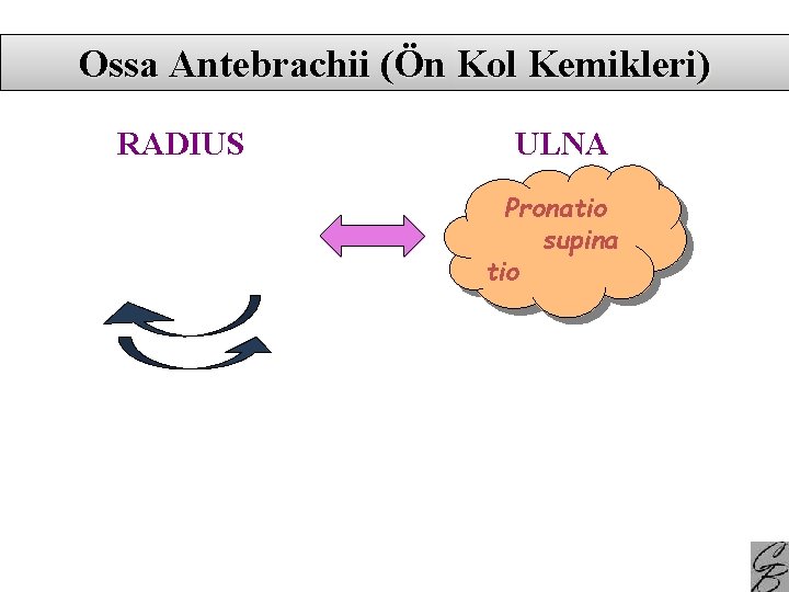 Ossa Antebrachii n Kol Kemikleri RADIUS ULNA Pronatio