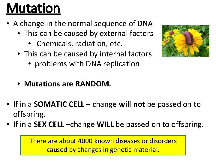 Mutation • A change in the normal sequence of DNA • This can be