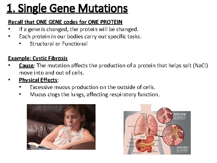 1. Single Gene Mutations Recall that ONE GENE codes for ONE PROTEIN • If