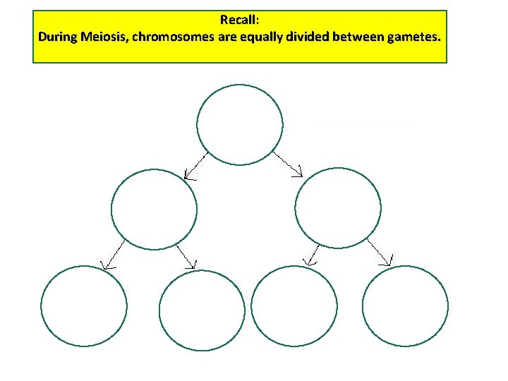 Recall: During Meiosis, chromosomes are equally divided between gametes. 