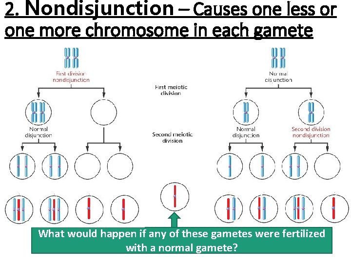 2. Nondisjunction – Causes one less or one more chromosome in each gamete What