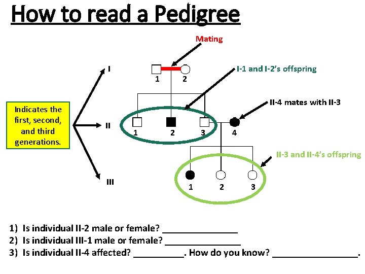 How to read a Pedigree Mating I Indicates the first, second, and third generations.