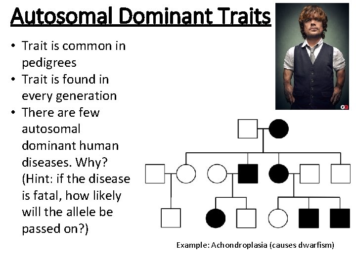 Autosomal Dominant Traits • Trait is common in pedigrees • Trait is found in
