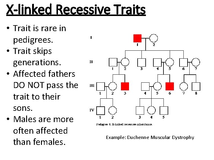 X-linked Recessive Traits • Trait is rare in pedigrees. • Trait skips generations. •