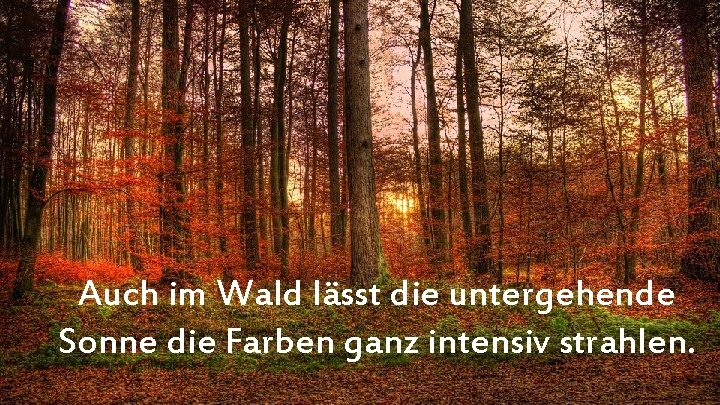 Auch im Wald lässt die untergehende Sonne die Farben ganz intensiv strahlen. 