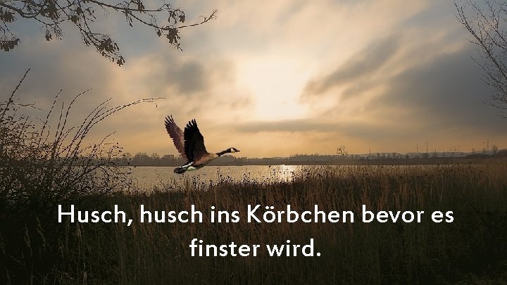 Husch, husch ins Körbchen bevor es finster wird. 