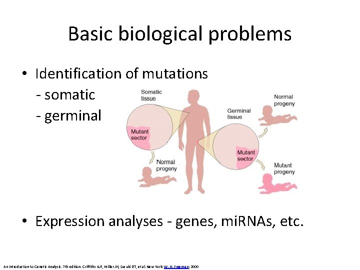 Basic biological problems • Identification of mutations - somatic - germinal • Expression analyses