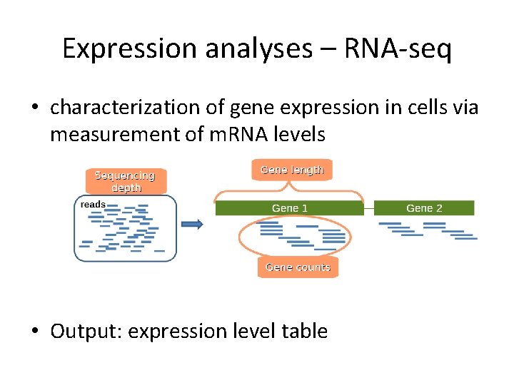 Expression analyses – RNA-seq • characterization of gene expression in cells via measurement of