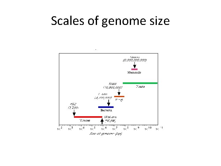 Scales of genome size 