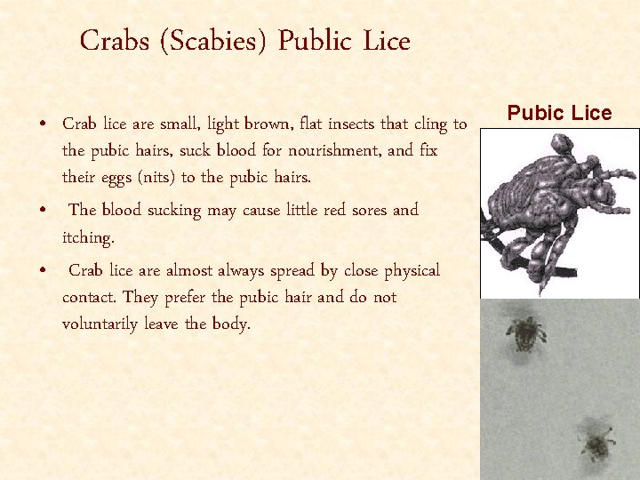 Crabs (Scabies) Public Lice • Crab lice are small, light brown, flat insects that