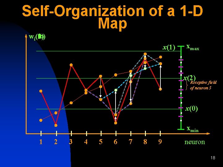 Self-Organization of a 1 -D Map (1) (2) ( ) wi(0) x(1) xmax x(2)