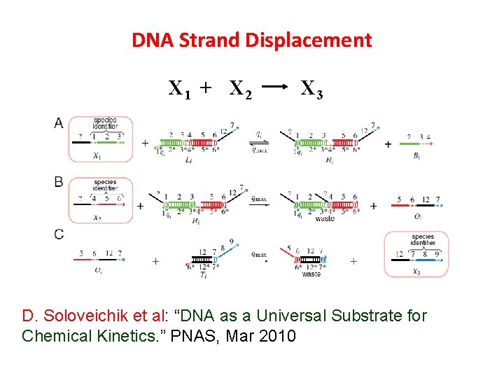 DNA Strand Displacement X 1 + X 2 X 3 D. Soloveichik et al: