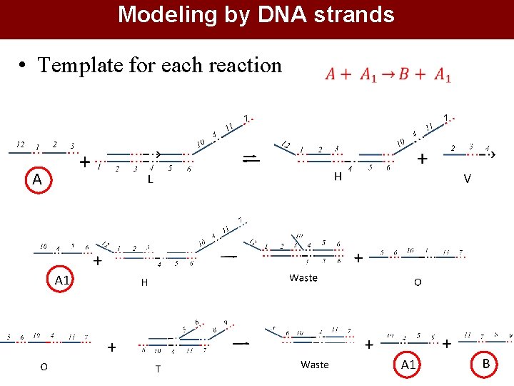 Modeling by DNA strands • Template for each reaction 19 