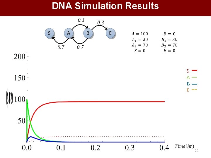 DNA Simulation Results S A B E 20 