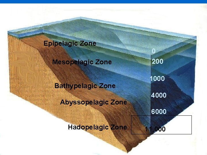 Epipelagic Zone Mesopelagic Zone Bathypelagic Zone Abyssopelagic Zone 0 200 1000 4000 6000 Hadopelagic