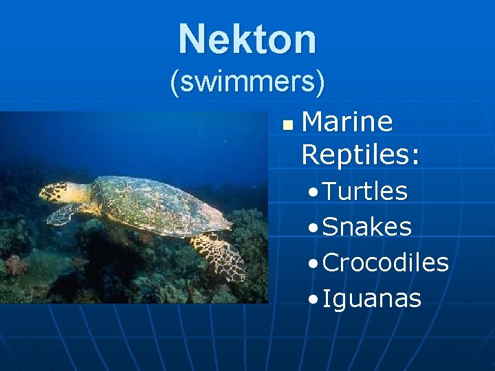 Nekton (swimmers) n Marine Reptiles: • Turtles • Snakes • Crocodiles • Iguanas 