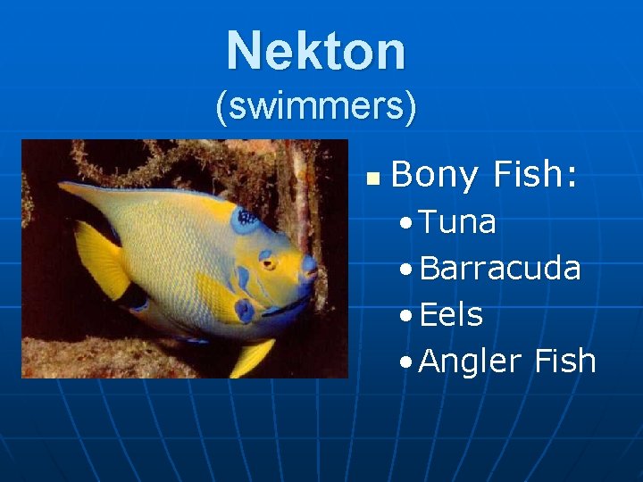 Nekton (swimmers) n Bony Fish: • Tuna • Barracuda • Eels • Angler Fish