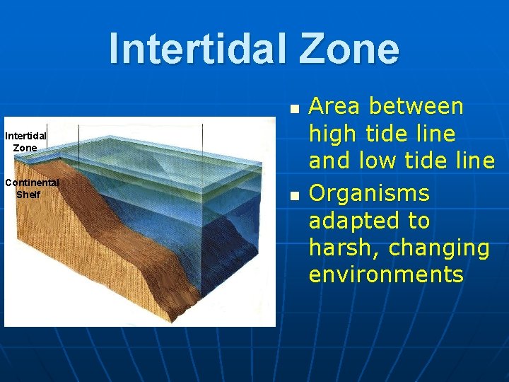 Intertidal Zone n Intertidal Zone Continental Shelf n Area between high tide line and