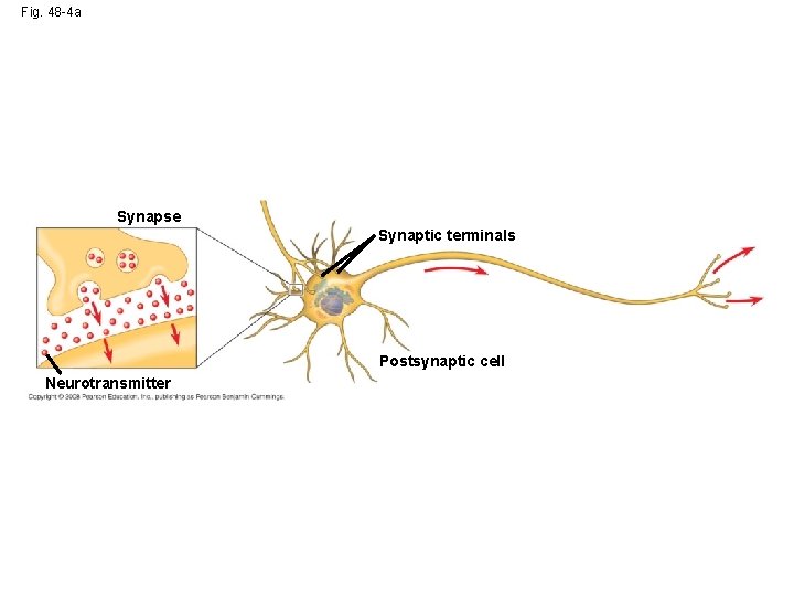 Fig. 48 -4 a Synapse Synaptic terminals Postsynaptic cell Neurotransmitter 