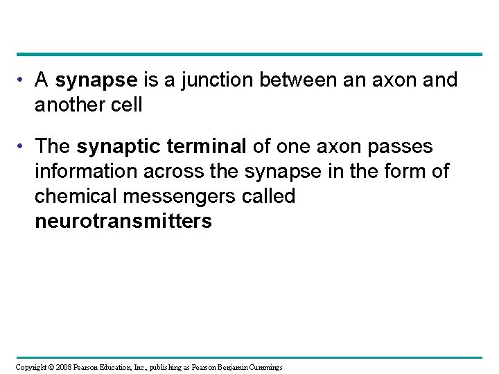  • A synapse is a junction between an axon and another cell •