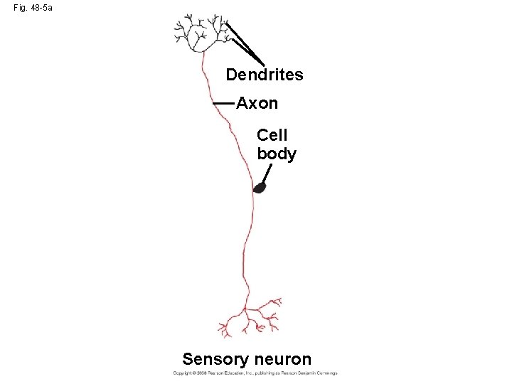 Fig. 48 -5 a Dendrites Axon Cell body Sensory neuron 