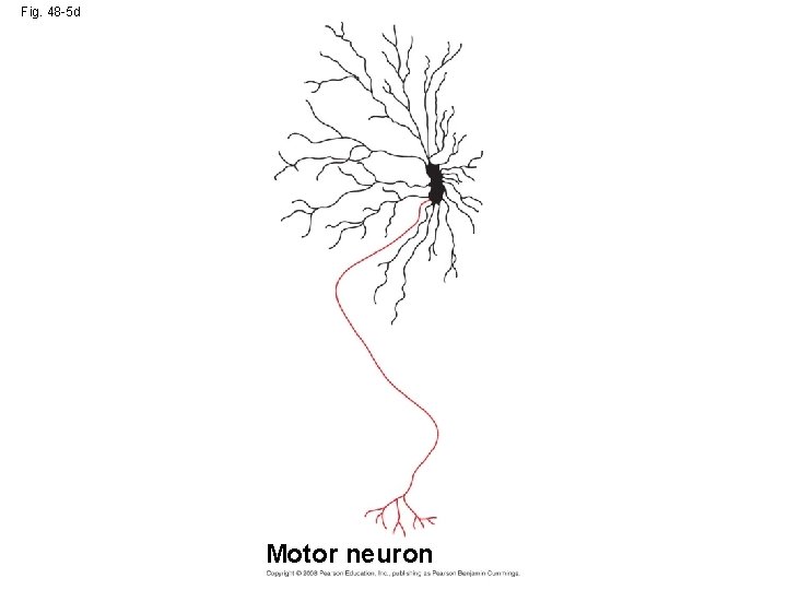 Fig. 48 -5 d Motor neuron 