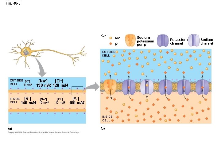 Fig. 48 -6 Key Na+ K+ OUTSIDE CELL OUTSIDE [K+] CELL 5 m. M